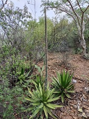 Agave convallis