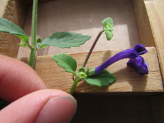 Scutellaria dumetorum