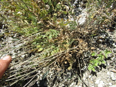 Pimpinella titanophila