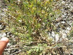 Pimpinella titanophila