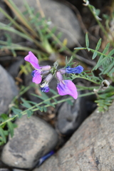 Oxytropis czekanowskii