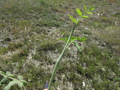 Pimpinella titanophila