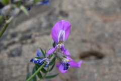 Oxytropis czekanowskii