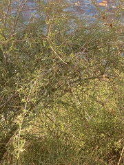 Prunus amygdalus