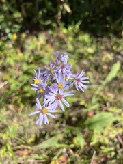 Symphyotrichum laeve