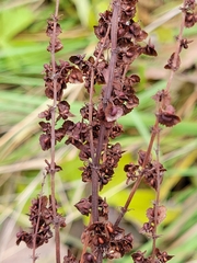 Rumex crispus