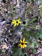 Rudbeckia