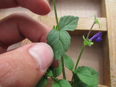 Scutellaria dumetorum