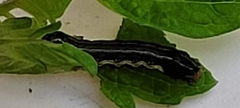 Spodoptera eridania