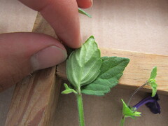 Scutellaria dumetorum