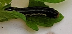 Spodoptera eridania