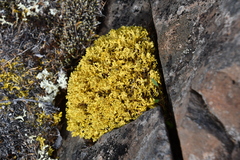 Vulpicida juniperinus