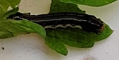 Spodoptera eridania
