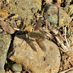 Anastoechus nitidulus