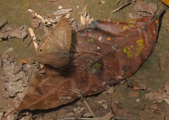 Euptychoides laccine
