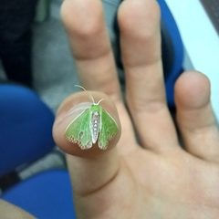 Geometrinae