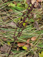 Rumex crispus