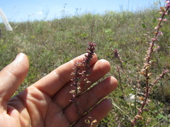 Salvia dumetorum