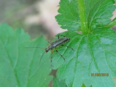 Cortodera femorata