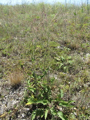 Salvia dumetorum
