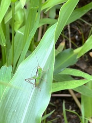 Conocephalus saltator