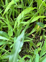Conocephalus saltator