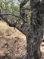 Pseudolachnostylis maprouneifolia