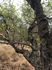 Pseudolachnostylis maprouneifolia