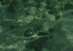 Eucinostomus