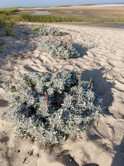 Artemisia stelleriana