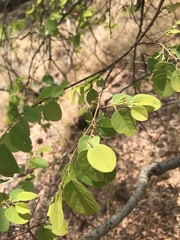 Pseudolachnostylis maprouneifolia