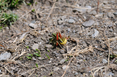 Epipodisma pedemontana