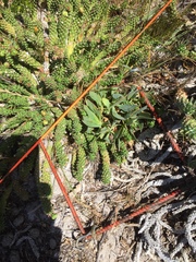 Euphorbia caput-medusae