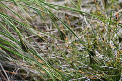 Carex eleusinoides