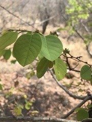 Pseudolachnostylis maprouneifolia