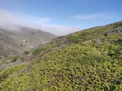 Arctostaphylos imbricata