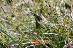 Carex eleusinoides