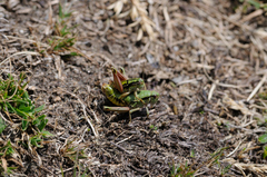 Epipodisma pedemontana