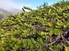 Arctostaphylos imbricata