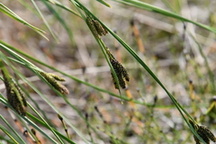 Carex eleusinoides