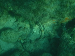 Halichoeres chierchiae