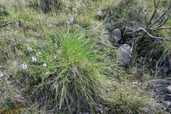 Carex eleusinoides