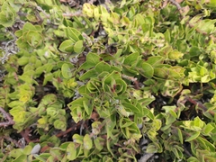 Arctostaphylos imbricata