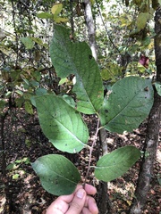 Styrax grandifolius