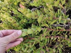 Arctostaphylos imbricata