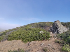 Arctostaphylos imbricata