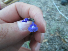 Salvia pusilla