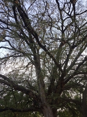 Tamarindus indica