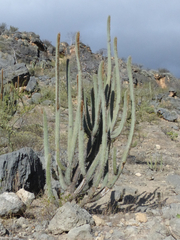 Espostoa mirabilis