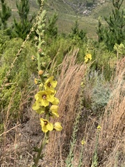 Verbascum virgatum